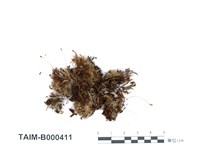 藏品(刺葉檜苔)的圖片